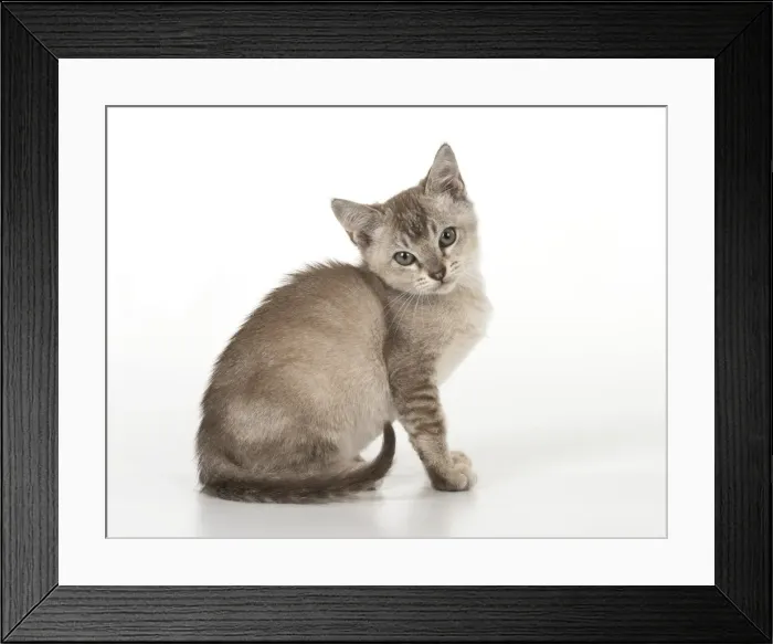 Framed Print : Picture No. 11991607 Framed Print : Picture No. 11991607