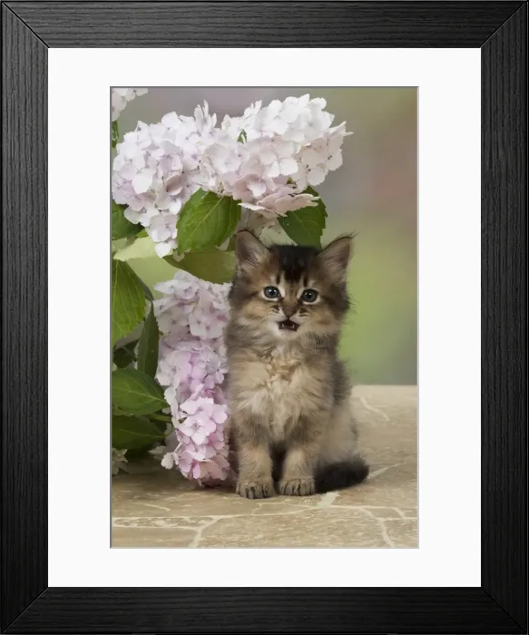 Framed Print : Picture No. 11991608 Framed Print : Picture No. 11991608