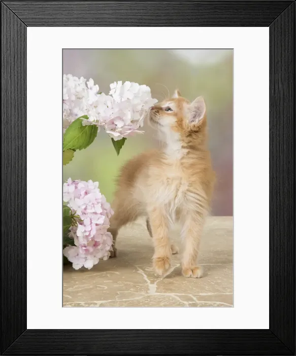 Framed Print : Picture No. 11991609 Framed Print : Picture No. 11991609