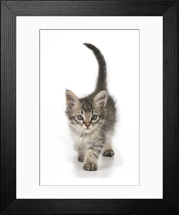 Framed Print : Picture No. 11991610 Framed Print : Picture No. 11991610