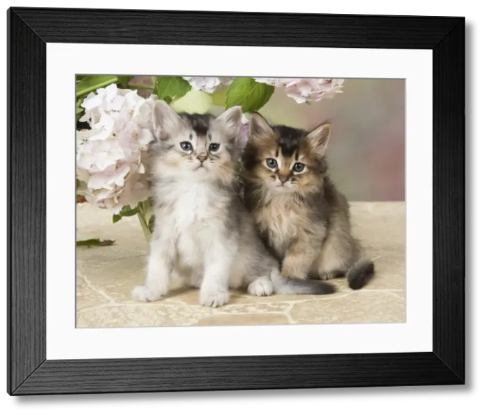 Framed Print : Picture No. 11991611 Framed Print : Picture No. 11991611