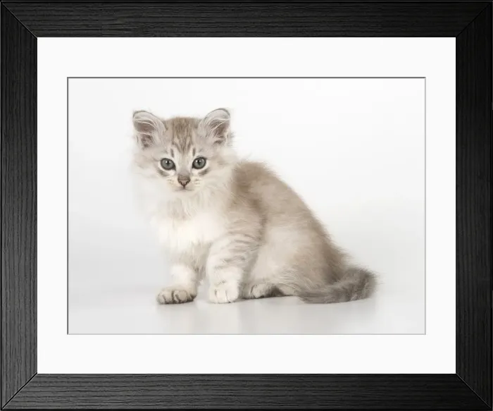 Framed Print : Picture No. 11991612 Framed Print : Picture No. 11991612