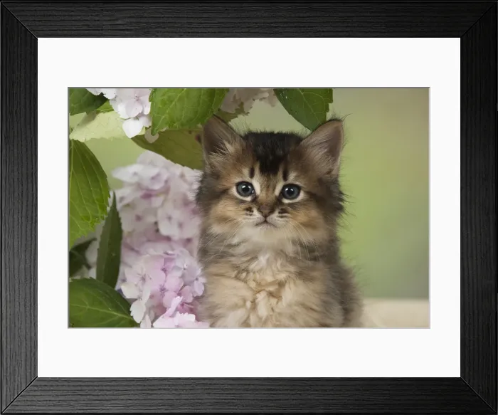 Framed Print : Picture No. 11991613 Framed Print : Picture No. 11991613
