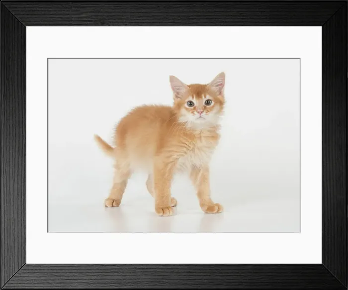 Framed Print : Picture No. 11991614 Framed Print : Picture No. 11991614
