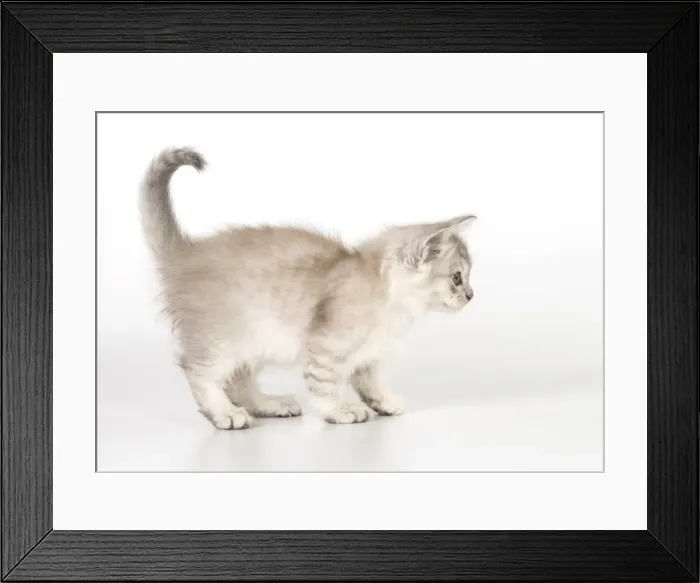 Framed Print : Picture No. 11991615 Framed Print : Picture No. 11991615
