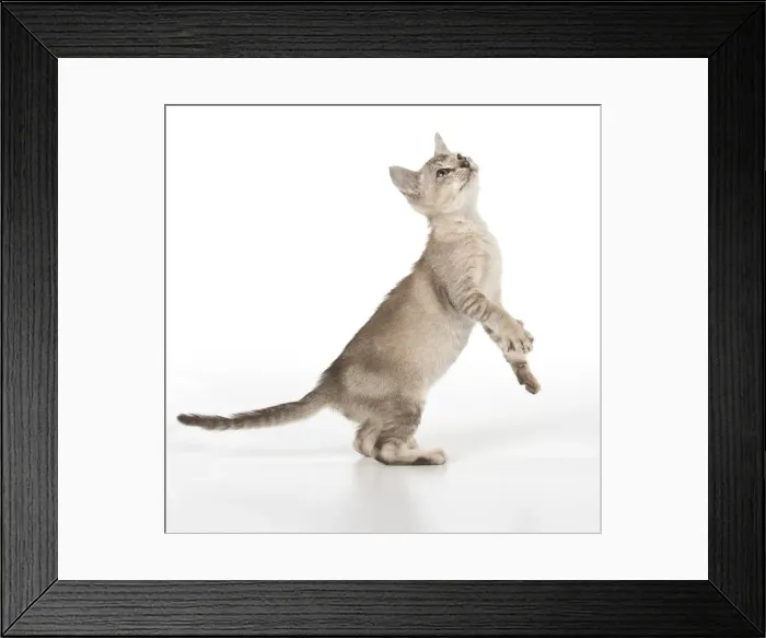 Framed Print : Picture No. 11991616 Framed Print : Picture No. 11991616
