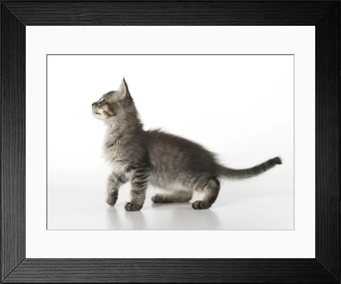 Framed Print : Picture No. 11991617 Framed Print : Picture No. 11991617