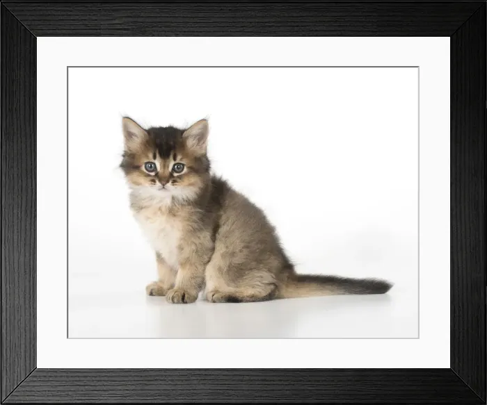 Framed Print : Picture No. 11991618 Framed Print : Picture No. 11991618