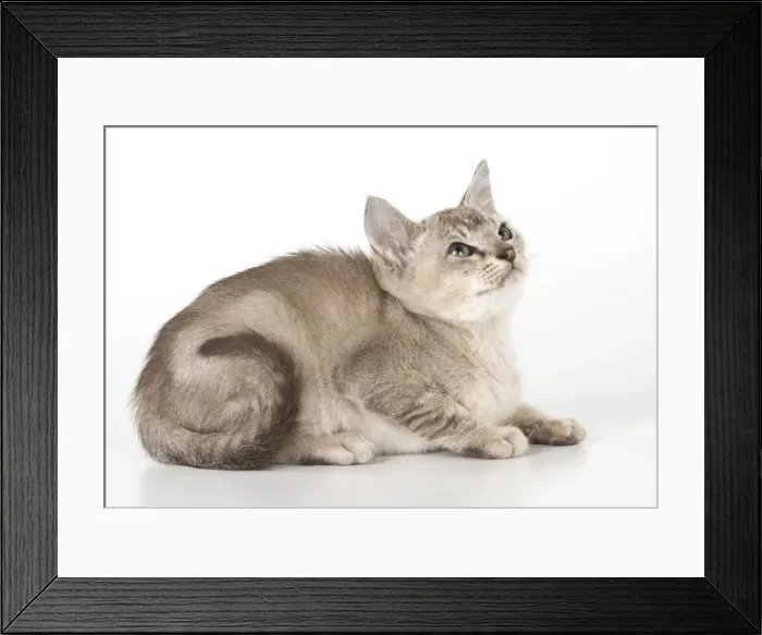 Framed Print : Picture No. 11991619 Framed Print : Picture No. 11991619