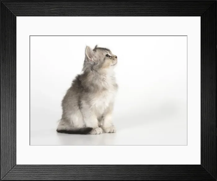 Framed Print : Picture No. 11991620 Framed Print : Picture No. 11991620