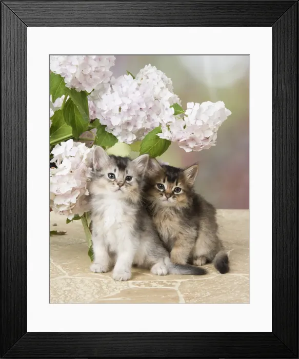 Framed Print : Picture No. 11991622 Framed Print : Picture No. 11991622