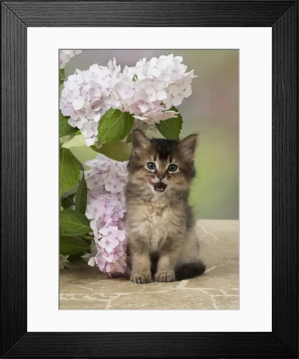 Framed Print : Picture No. 11991623 Framed Print : Picture No. 11991623