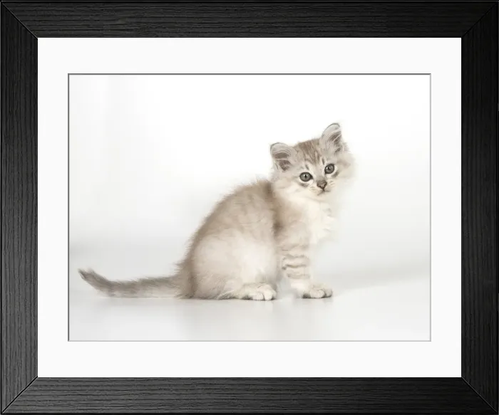 Framed Print : Picture No. 11991624 Framed Print : Picture No. 11991624