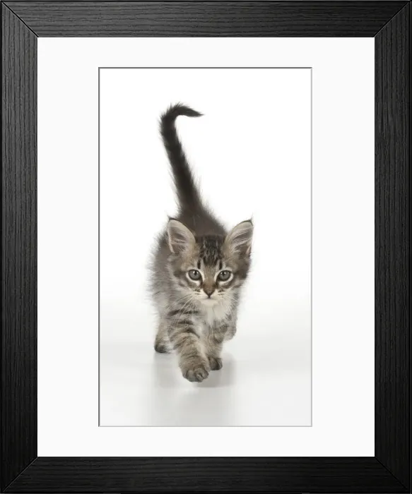 Framed Print : Picture No. 11991625 Framed Print : Picture No. 11991625