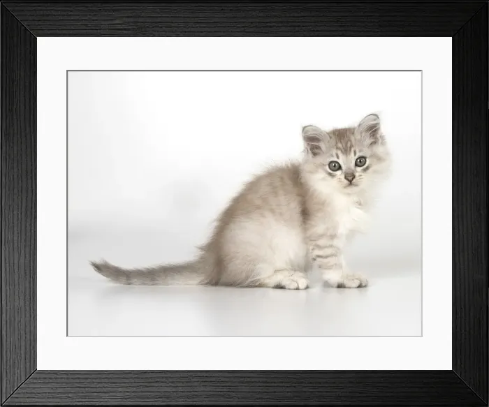 Framed Print : Picture No. 11991626 Framed Print : Picture No. 11991626