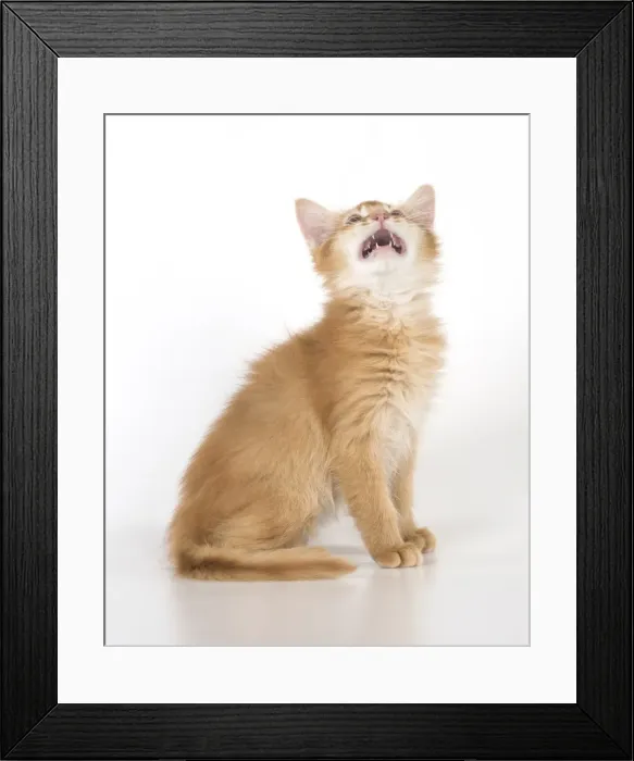 Framed Print : Picture No. 11991627 Framed Print : Picture No. 11991627