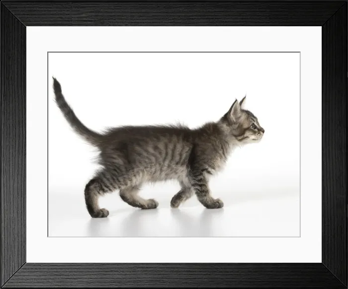 Framed Print : Picture No. 11991628 Framed Print : Picture No. 11991628