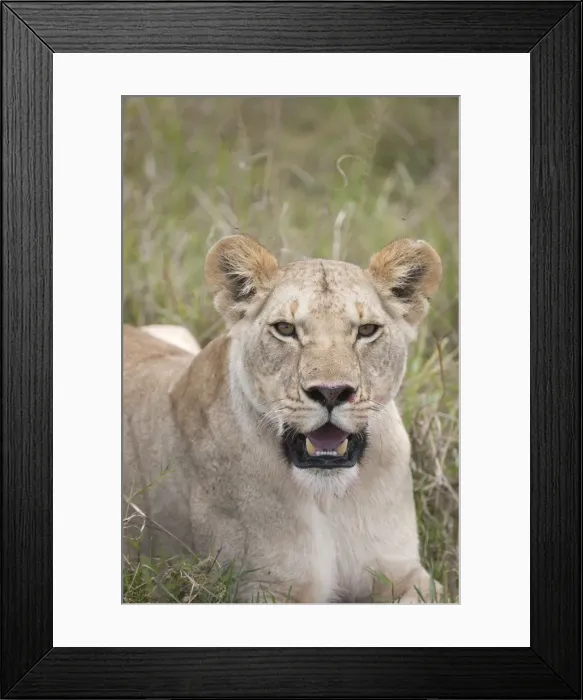 Framed Print : Picture No. 11991630 Framed Print : Picture No. 11991630