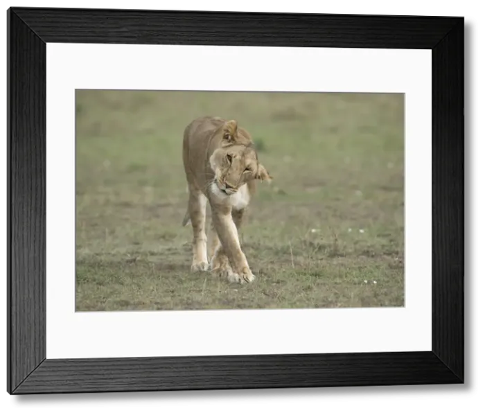 Framed Print : Picture No. 11991631