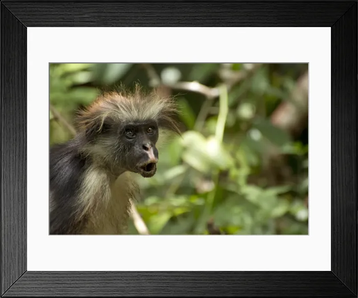 Framed Print : Picture No. 11991632 Framed Print : Picture No. 11991632