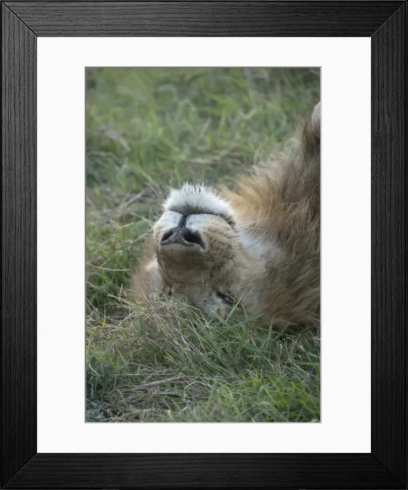 Framed Print : Picture No. 11991633 Framed Print : Picture No. 11991633