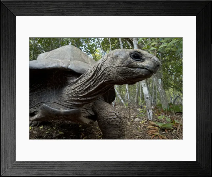 Framed Print : Picture No. 11991635 Framed Print : Picture No. 11991635