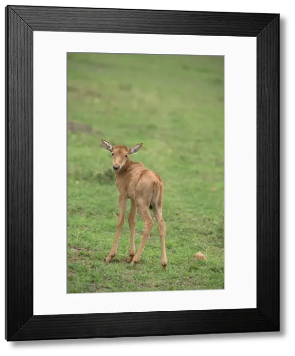 Framed Print : Picture No. 11991636 Framed Print : Picture No. 11991636