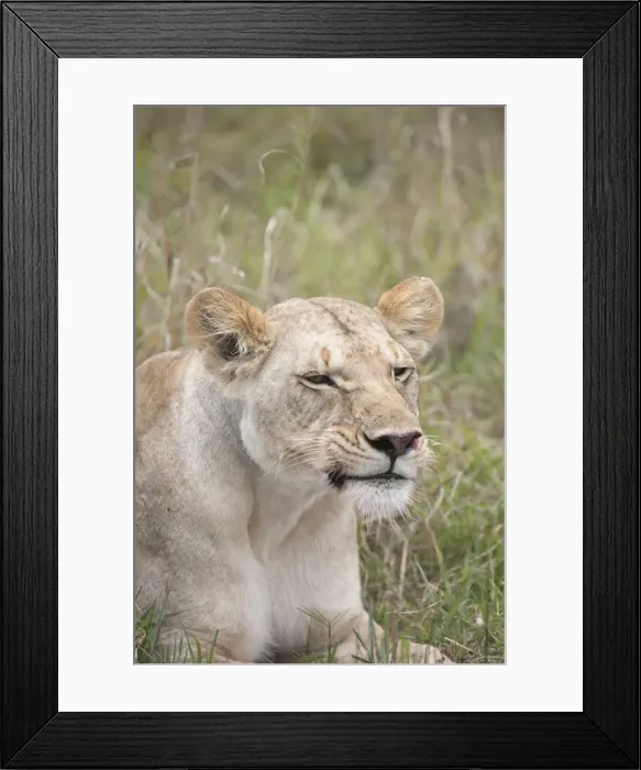 Framed Print : Picture No. 11991637 Framed Print : Picture No. 11991637