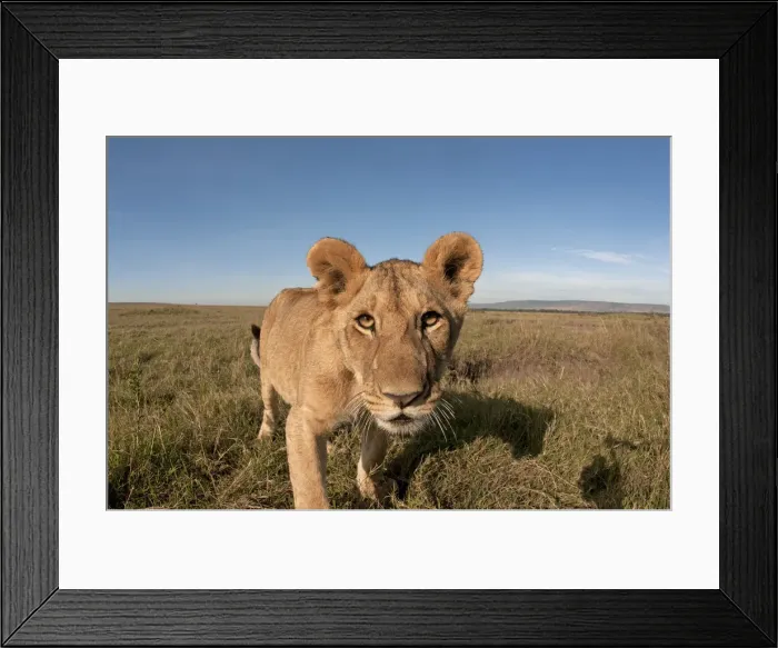 Framed Print : Picture No. 11991639 Framed Print : Picture No. 11991639