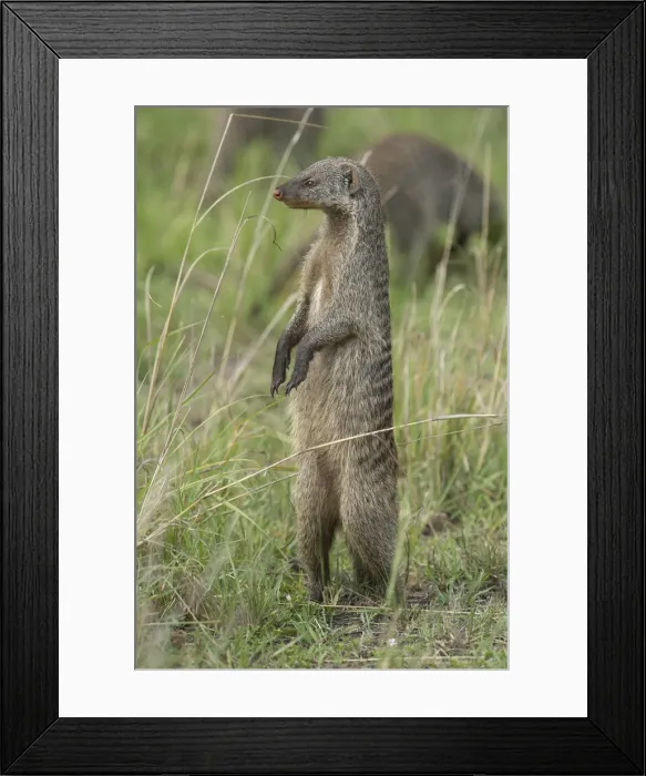 Framed Print : Picture No. 11991640 Framed Print : Picture No. 11991640