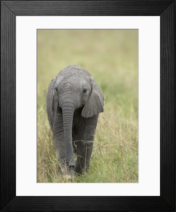 Framed Print : Picture No. 11991641 Framed Print : Picture No. 11991641