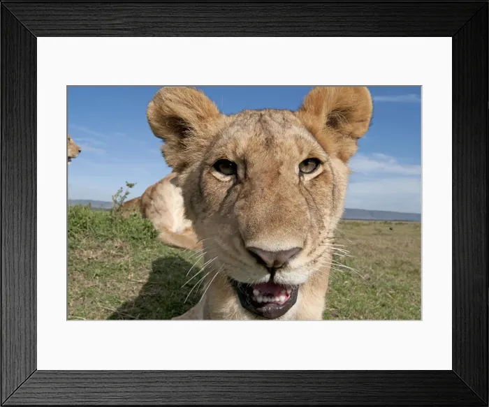 Framed Print : Picture No. 11991643 Framed Print : Picture No. 11991643