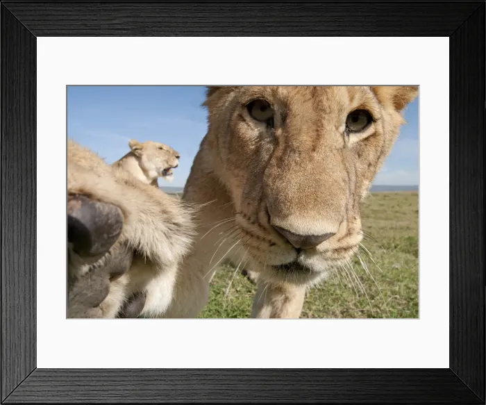 Framed Print : Picture No. 11991646 Framed Print : Picture No. 11991646