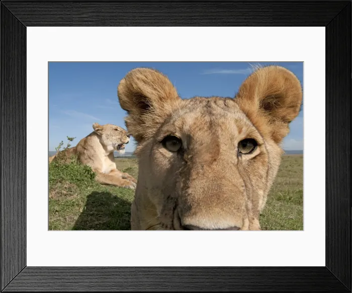 Framed Print : Picture No. 11991647 Framed Print : Picture No. 11991647