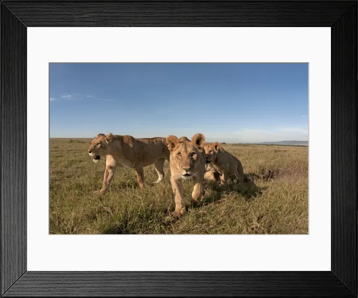 Framed Print : Picture No. 11991648 Framed Print : Picture No. 11991648