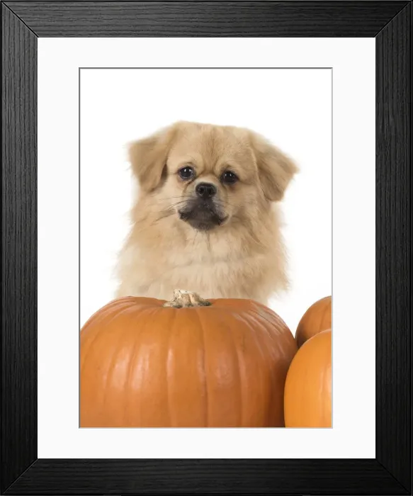 Framed Print : Picture No. 11992793 Framed Print : Picture No. 11992793