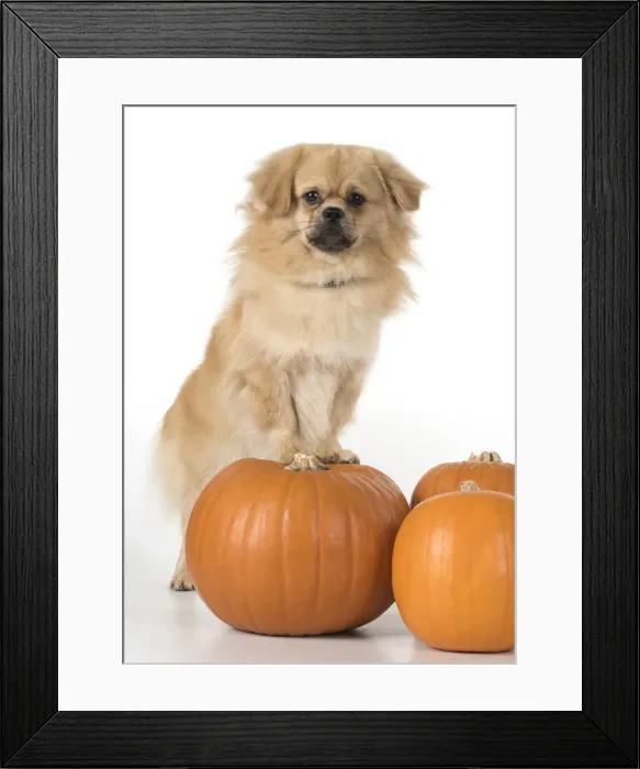 Framed Print : Picture No. 11992794 Framed Print : Picture No. 11992794