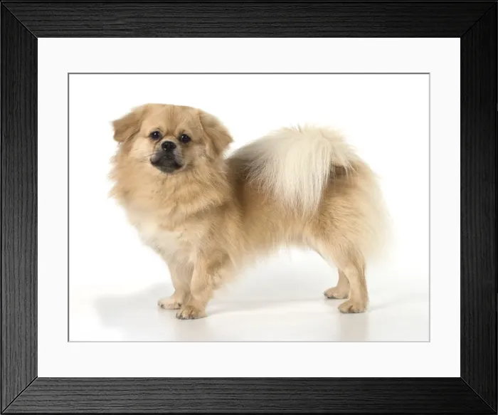 Framed Print : Picture No. 11992795 Framed Print : Picture No. 11992795