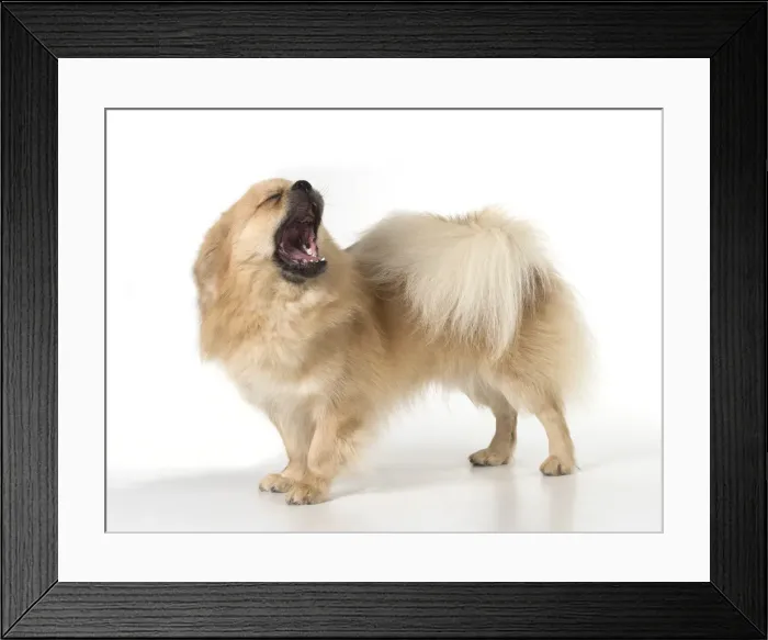 Framed Print : Picture No. 11992796 Framed Print : Picture No. 11992796