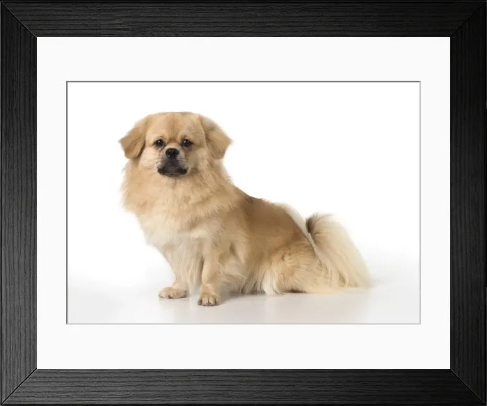 Framed Print : Picture No. 11992797 Framed Print : Picture No. 11992797