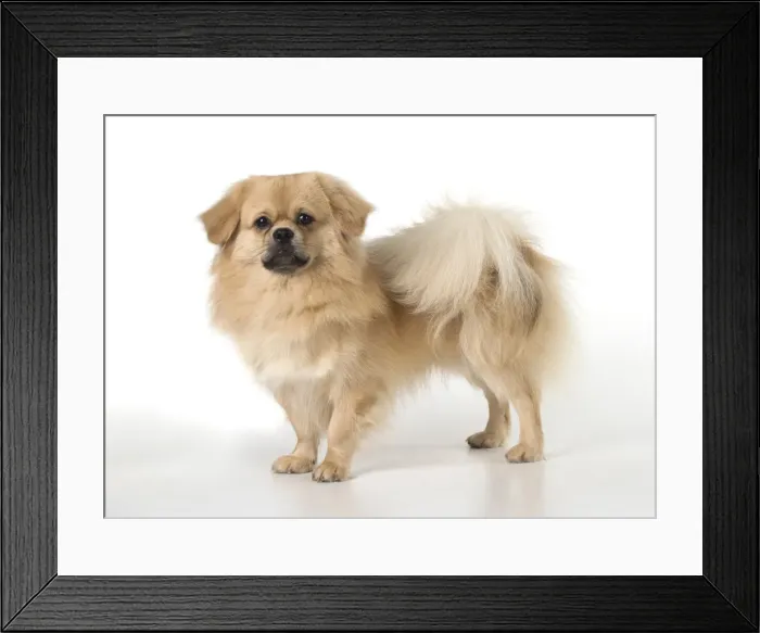 Framed Print : Picture No. 11992798 Framed Print : Picture No. 11992798