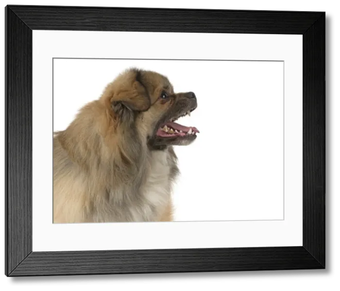 Framed Print : Picture No. 11992802 Framed Print : Picture No. 11992802
