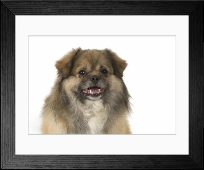 Framed Print : Picture No. 11992803 Framed Print : Picture No. 11992803