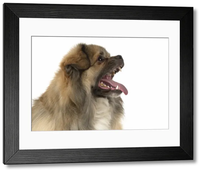 Framed Print : Picture No. 11992804 Framed Print : Picture No. 11992804