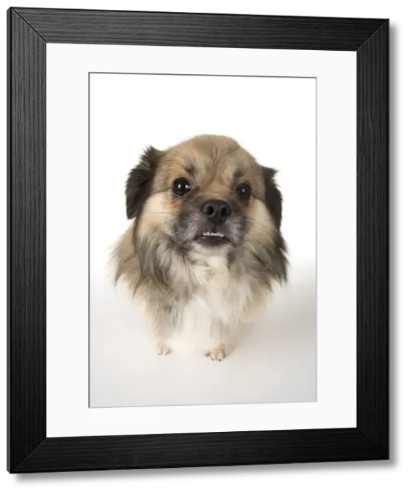 Framed Print : Picture No. 11992807 Framed Print : Picture No. 11992807