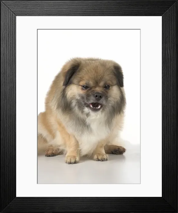 Framed Print : Picture No. 11992810 Framed Print : Picture No. 11992810