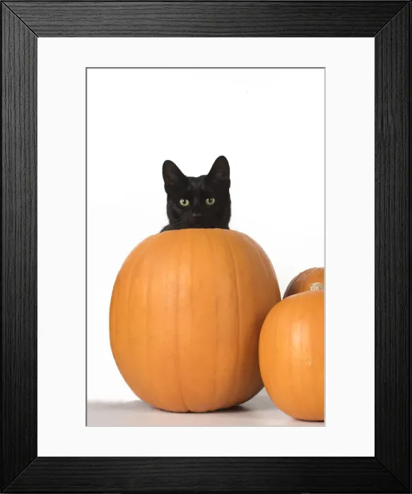 Framed Print : Picture No. 11992816 Framed Print : Picture No. 11992816