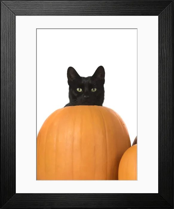 Framed Print : Picture No. 11992817 Framed Print : Picture No. 11992817
