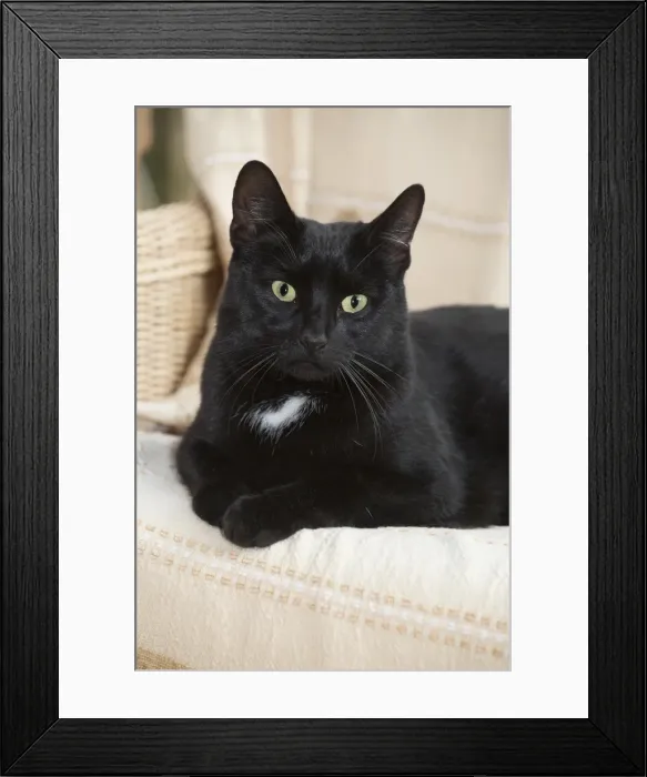 Framed Print : Picture No. 11992819 Framed Print : Picture No. 11992819