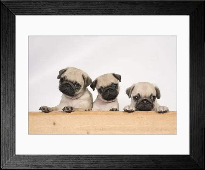Framed Print : Picture No. 11992824 Framed Print : Picture No. 11992824